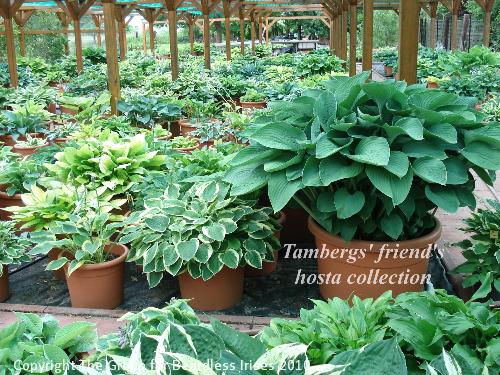 OW G30 Tambergs' friend's hosta collection